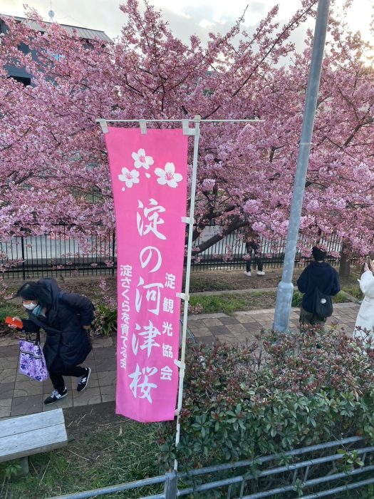 淀水路の河津桜